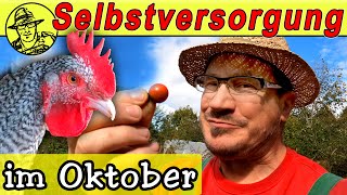 Der SelbstversorgerGarten im Oktober Stecklinge schneiden Aussaat im Oktober und Hühner füttern [upl. by Bobina]