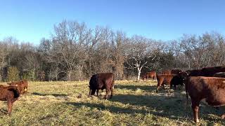 Advantages of unrolling round bales for livestock versus feeding in bale rings [upl. by Crosse]