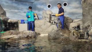 20241130 江之島水族館企鵝排隊放飯 [upl. by Perseus]