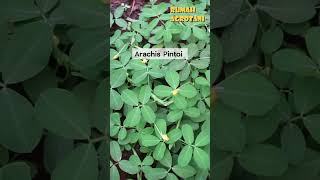 Begini Arachis Pintoi Tanaman Penyubur Tanah teknologipertanian berkebun [upl. by Camella]