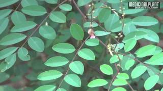 Indigofera tinctoria [upl. by Radke]