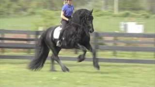 FRIESIAN STALLION quotLeave you Breathlessquot [upl. by Ylek]