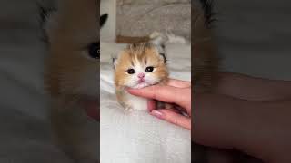 Moment 29 cat kittten kitten catlovers catlover catsoftiktok cute [upl. by Dinsdale729]