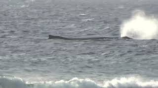 Cook Island Rarotonga XV Whale [upl. by Ajed260]