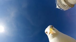 GoPro Seagull Stole My GoPro [upl. by Adnwahsor409]