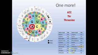 Translating Codons to Amino Acids using the Wheel and Chart [upl. by Sumner498]