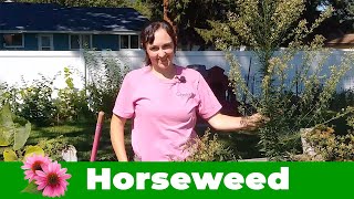 Conyza canadensis aka Horse Weed or Marestail [upl. by Pillihp]