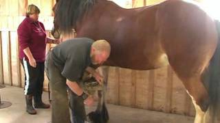 Hot shoeing of a big clydesdale horse [upl. by Sholes]