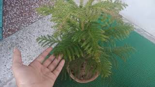 How to grow and care ARAUCARIA plant christmas 🌲 tree in hindi [upl. by Aihsekan146]