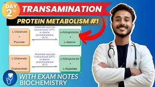 amino acid metabolism  transamination biochemistry metabolism  protein metabolism biochemistry [upl. by Rodgiva288]