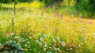 Relaxing Nature Ambience Meditation🌼GOOD MORNING SPRING NATURE THERAPY🌷Flowery MEADOW Healing Sounds [upl. by Crandale924]