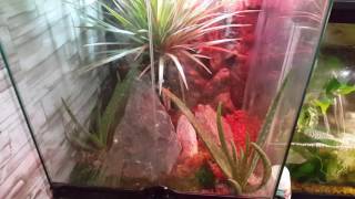 Abronia graminea alligator lizard habitats care setup [upl. by Nirik]