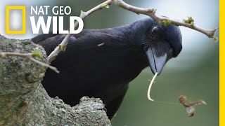 ToolMaking Crows Are Even Smarter Than We Thought  Nat Geo Wild [upl. by Yaffit]