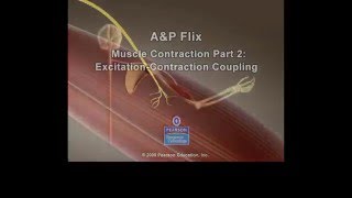 Muscle Excitation Contraction Coupling [upl. by Shauna710]