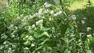 Tall boneset and goldenrod in late August [upl. by Zea]