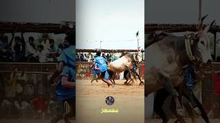 அழகன்😍💥 jallikattu jallikattukalai shortvideo viralvideo manjuvirattu trending shorts short [upl. by Enoch]