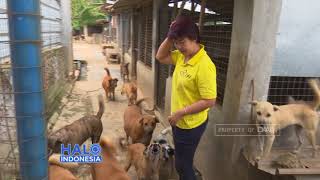 KASIH SAYANG UNTUK ANJING TERLANTAR  RUMAH DIJADIKAN SHELTER HEWAN [upl. by Llertak]