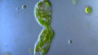 Euglena in division  microscope 1000x [upl. by Asilam]