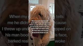 Sorry not sorry dorky hooman dad 😂puppy do dogshorts fyp goldendoodle funnyshorts [upl. by Nirhtak]