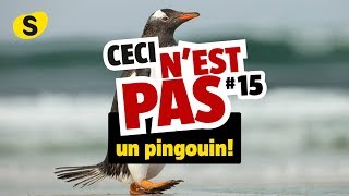 Ceci nest pas un pingouin 15 [upl. by Elbon]