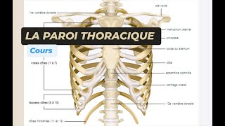 LANATOMIE DE LA PAROI THORACIQUE [upl. by Aslin]