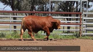 LOT 20 LOCARNO SENTINEL [upl. by Sallyann146]