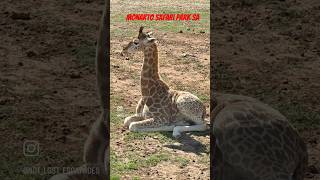 Monarto Safari Park SA [upl. by Chelsea90]