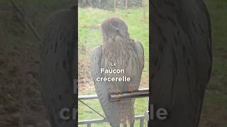 Un FAUCON toque à notre PORTE 😮 surprise incroyable oiseaux [upl. by Arytahs604]