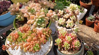 COMPARE these Succulents  Sedum Clavatum amp Sedum Joyce Tulloch VS Graptopetalum DANKO [upl. by Tormoria]