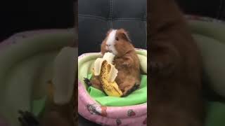 Banana lover  ytshorts shorts shortvideo banana cuteanimals shortsfeed viralvideo reels [upl. by Idnal]