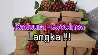 Kadsura Cocinea masih langka di Indonesia [upl. by Scharff]