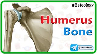 Humerus bone osteology Animation  Bony mandmarks Development and Clinical anatomy 🦴🦴🦴 [upl. by Lucier337]