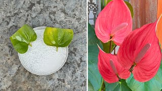 Anthurium will produce many flowers when using effervescent tablets which few people know [upl. by Clarkin]