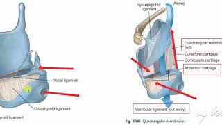 Larynx membranes amp ligaments 3 [upl. by Colleen]