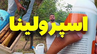 بهترین مکمل افزایش جمعیت زنبورعسل [upl. by Sacken1]