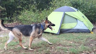 Sharing the Tent with my German Shepherd [upl. by Sirtemed38]