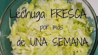 Lechuga FRESCA por más de UNA SEMANA ツFozita Iniestaツ [upl. by Cecilia462]