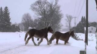 Putting the Horses in the Barn for the Winter [upl. by Filide]