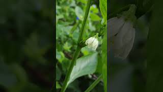 green pepper flower ピーマンの花 [upl. by Ailyt]