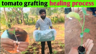 grafted process a to z and healing process [upl. by Nawed]