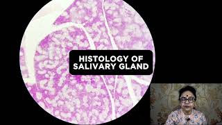 Salivary Glands Histology  Histology Slide Identification  Dr Sibani Mazumder [upl. by Elleinad]