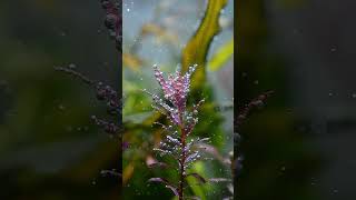 Beautiful Red blood Rotala aquariuminspiration nature aquariumplant naturetank [upl. by Nnilsia]