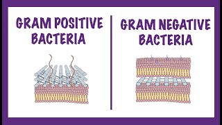 Gram Negative vs Gram Positive Bacteria  Gram Staining Mechanism [upl. by Cirdek]