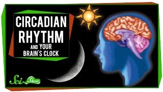 Circadian Rhythm and Your Brains Clock [upl. by Eisele]