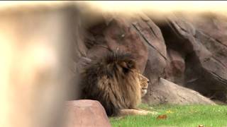 Min Bourgeois op instuif bij leeuwen in ZOO Antwerpen [upl. by Adnuhsor]