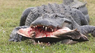 American Alligator kills and eats Florida Softshell turtle in Naples Florida [upl. by Semreh]