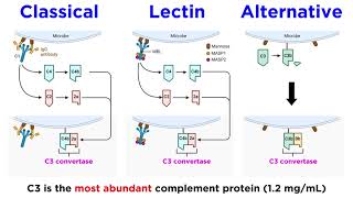 The Complement System Classical Lectin and Alternative Pathways [upl. by Milo]