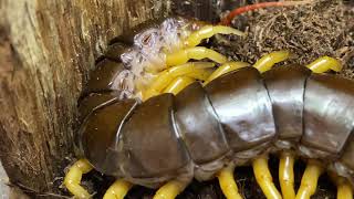 Scolopendra dehanni Vietnam Giant Centipede Housing and care [upl. by Jehiah13]