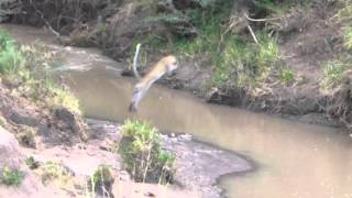 Female Leopard jumping a river in Masai Mara [upl. by Eneg]