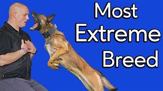 What Makes a Malinois [upl. by Iak]